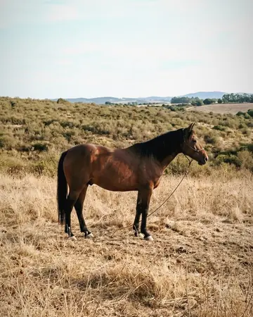 horse field. With the Chrome Film preset applied.