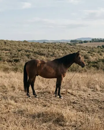 horse field. Photographed without a preset.