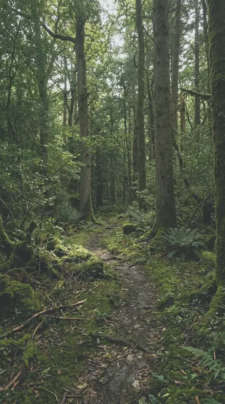 Blue Streak applied to Forest trail