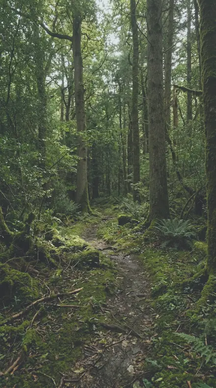Bar Flare applied to Forest trail