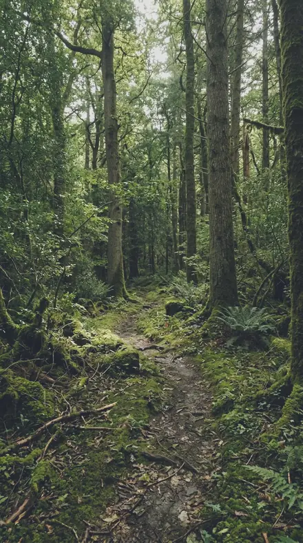 Cylinder Bloom applied to Forest trail