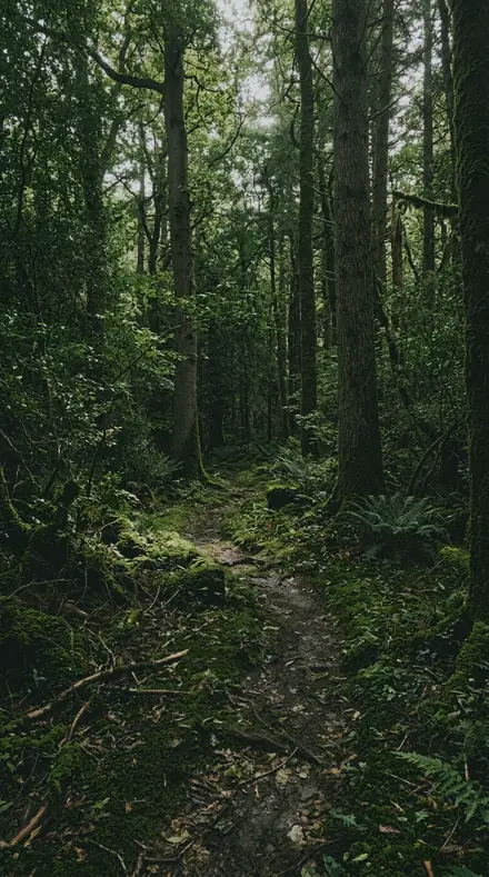 Emerald Hollow applied to Forest trail