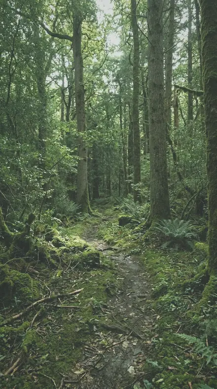 Fern Floor applied to Forest trail