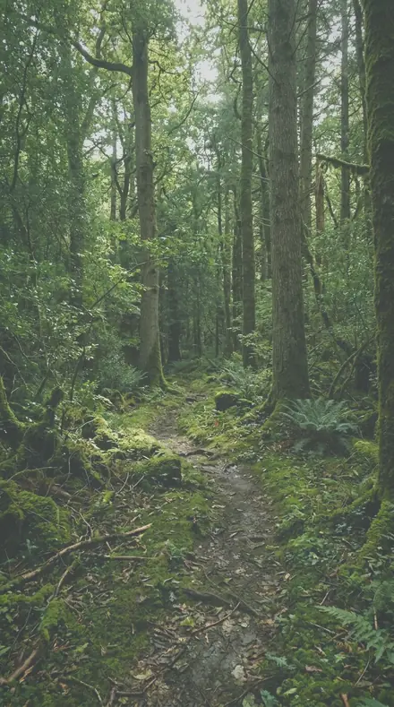 Pine Haze applied to Forest trail