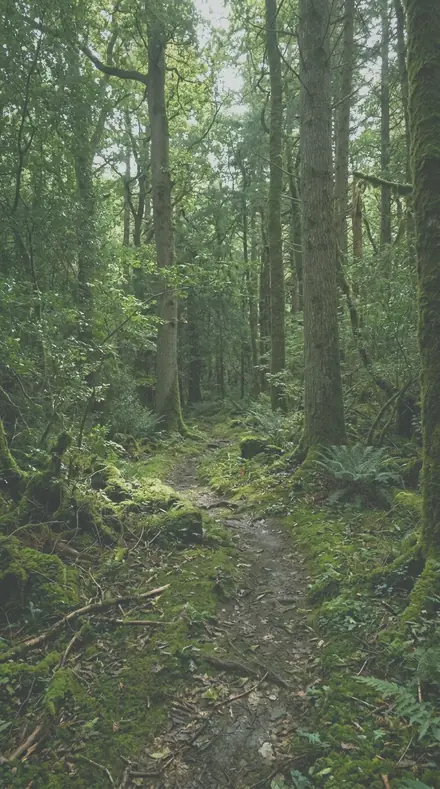 Dawn Thicket applied to Forest trail