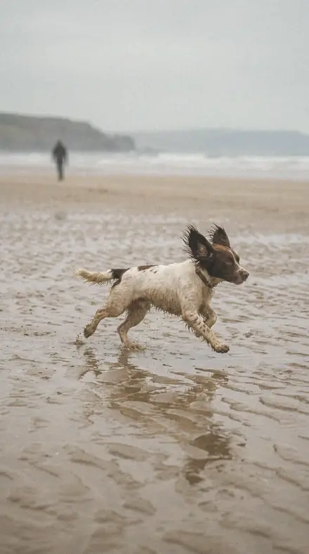 Brass Filigree applied to Dog beach run