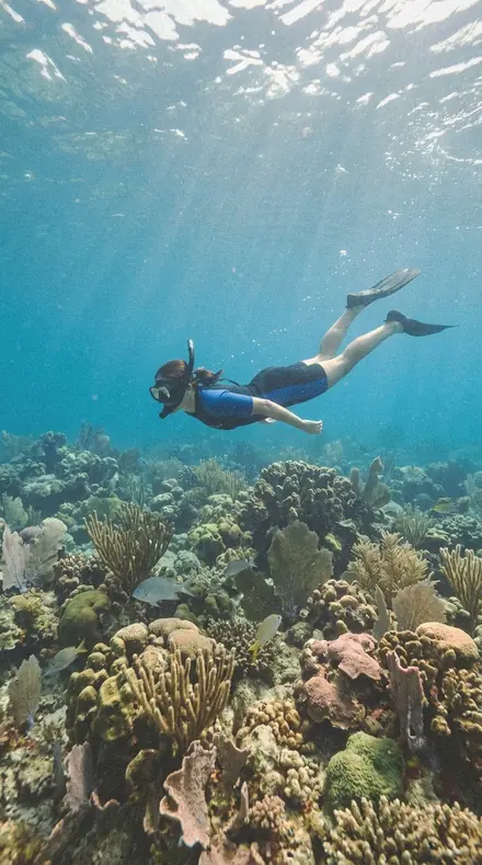 Stretcher Bar applied to Reef snorkel
