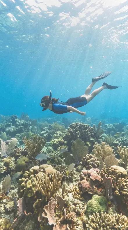 Crimp Edge applied to Reef snorkel