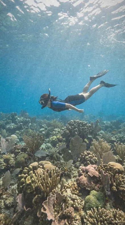 Flat Varnish applied to Reef snorkel