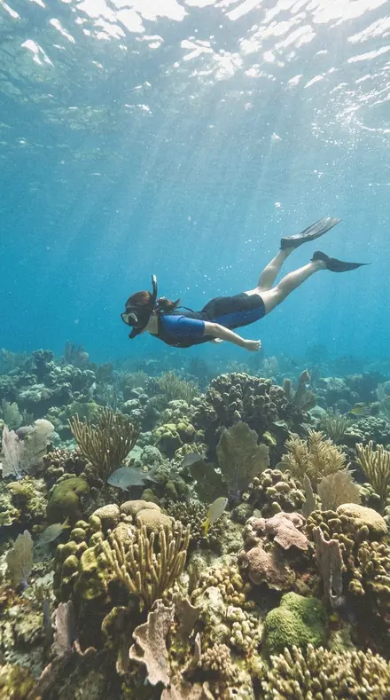 Kilim Fold applied to Reef snorkel