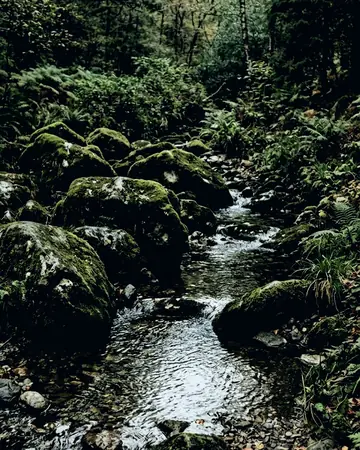 moss rocks. With the Fernnight preset applied.