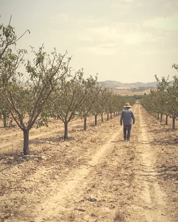 Orchard rows. With the Gauzewash preset applied.