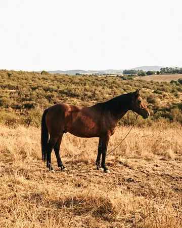 horse field. With the Horizonlux preset applied.