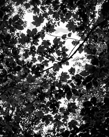 tree canopy. With the Infrawhite preset applied.
