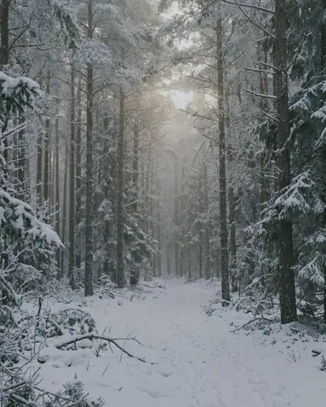 A frosted pine forest with low winter sun breaking through mist, fresh snow, no people. With the Japan Film preset applied.