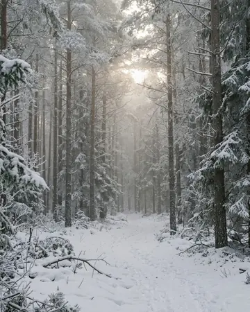 A frosted pine forest with low winter sun breaking through mist, fresh snow, no people. Photographed without a preset.