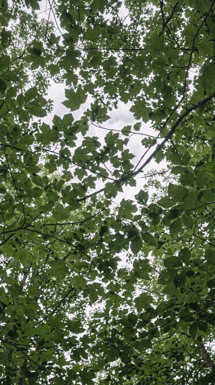 Monsoonhaze: Canopy light, kept deep
