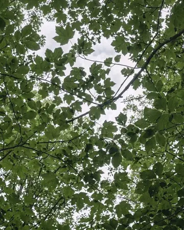 Tree canopy. With the Monsoonhaze preset applied.