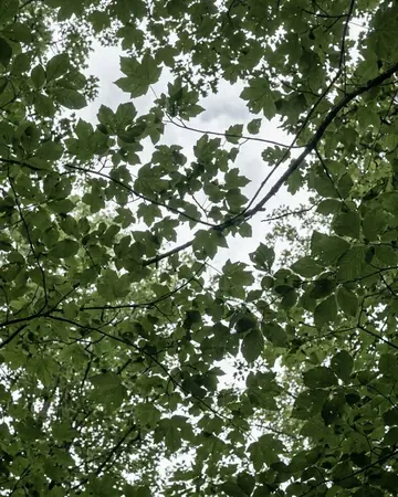 Tree canopy. Photographed without a preset.