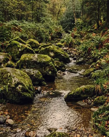 Rain-wet moss, alive. With the Mossgrade preset applied.