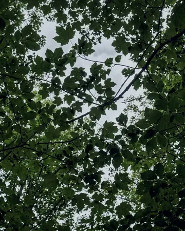 Canopy light, kept deep. With the Mossgrade preset applied.