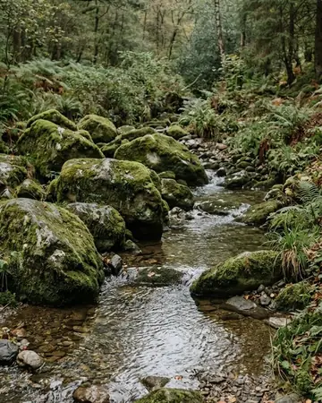 moss rocks. Photographed without a preset.