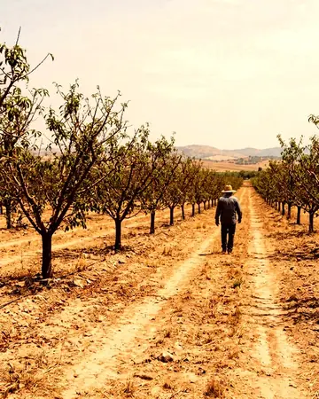 Orchard light, warm to the last row. With the Siennatones preset applied.