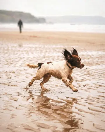 dog beach run. With the Warm Negative preset applied.