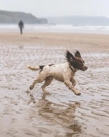 Dog beach run. With the Warm Negative preset applied.
