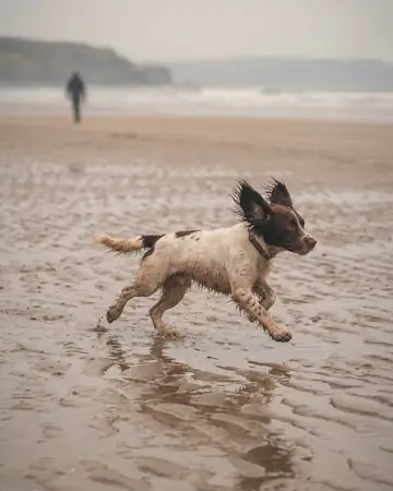 A spaniel running along the wet sand at low tide, ears flying, fictional owner blurred in the distance. With the Warm Negative preset applied.