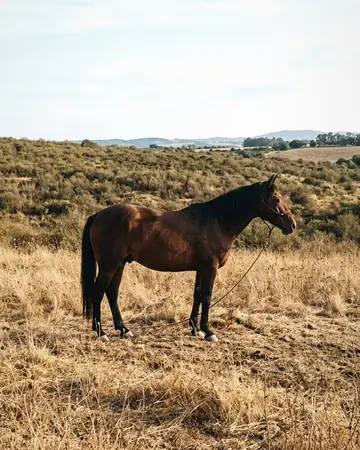 horse field. With the Whiskerwarm preset applied.