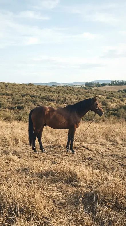 Paw Print applied to Horse field