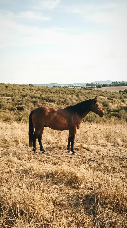 Collar Tag applied to Horse field