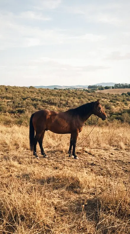 Dog Blanket applied to Horse field