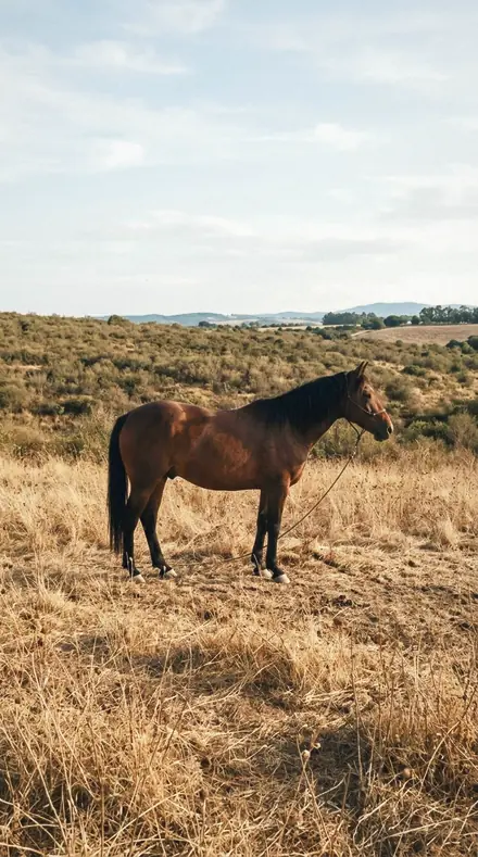 Horse field. With the Ear Tuft preset applied.