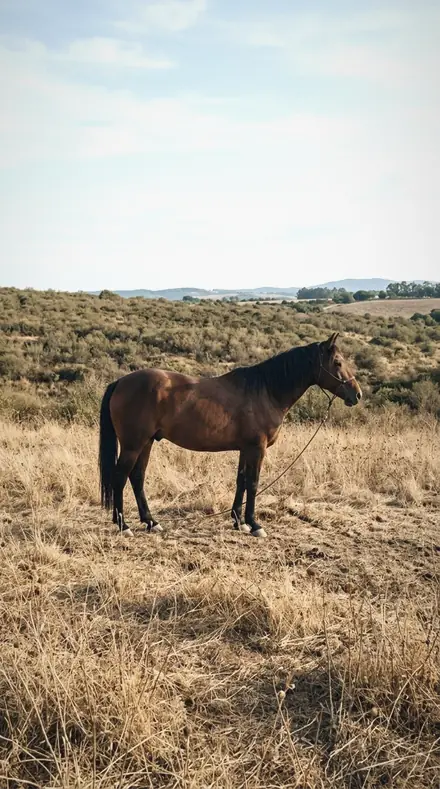 Claw Sheath applied to Horse field