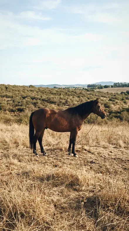 Horse field. With the Muzzle Fleck preset applied.