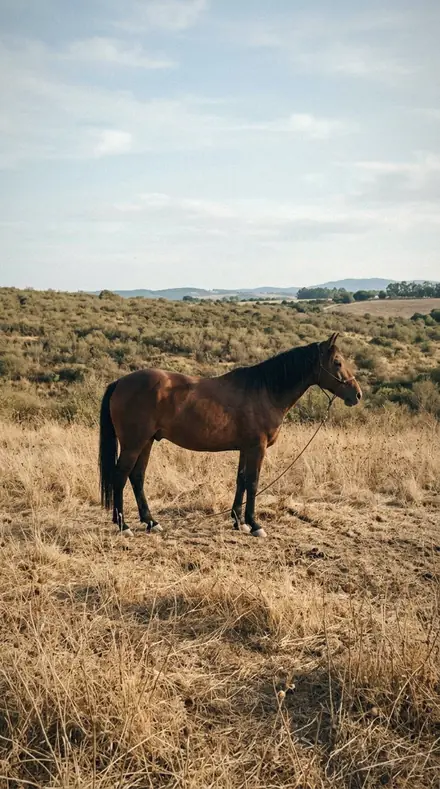 Toy Rope applied to Horse field