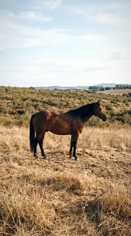 Bed Cushion applied to Horse field