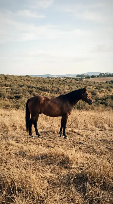 Eye Catch applied to Horse field