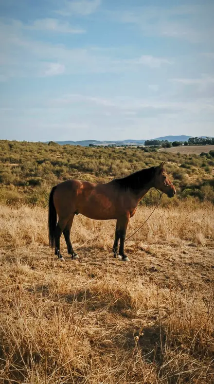 Raptor Dark applied to horse field