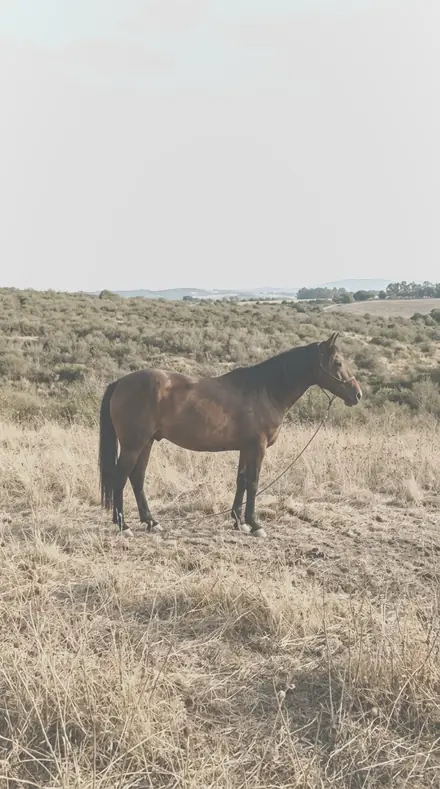 Headland applied to horse field