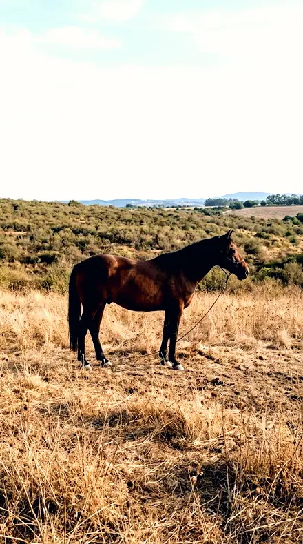 Arm Sweep applied to horse field