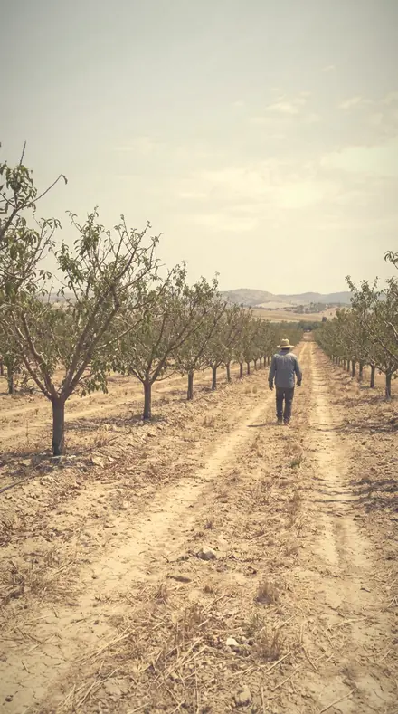 Veiled Bloom applied to orchard rows