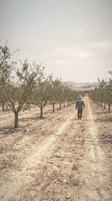 Muslin Screen applied to orchard rows