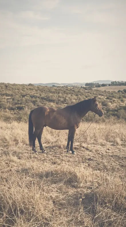 Hazed Meadow applied to horse field