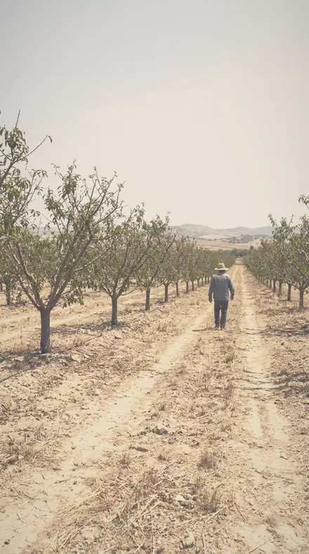 Hazed Meadow applied to orchard rows
