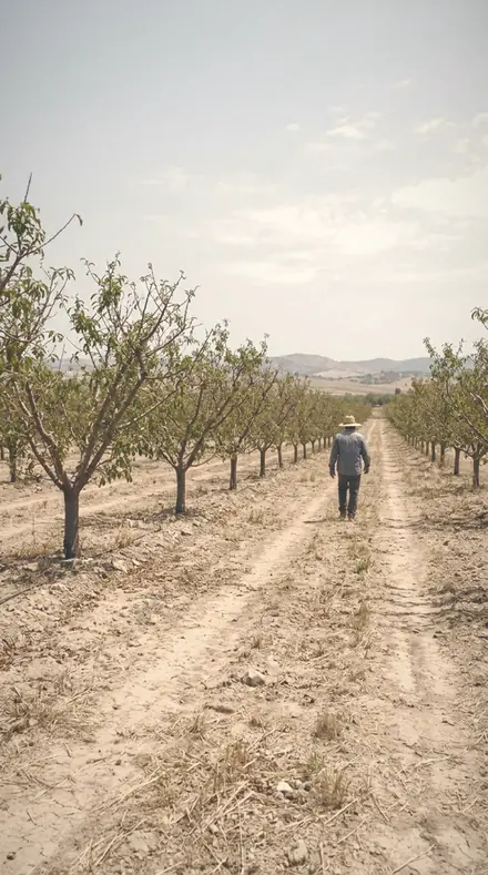 Drifting Light applied to orchard rows