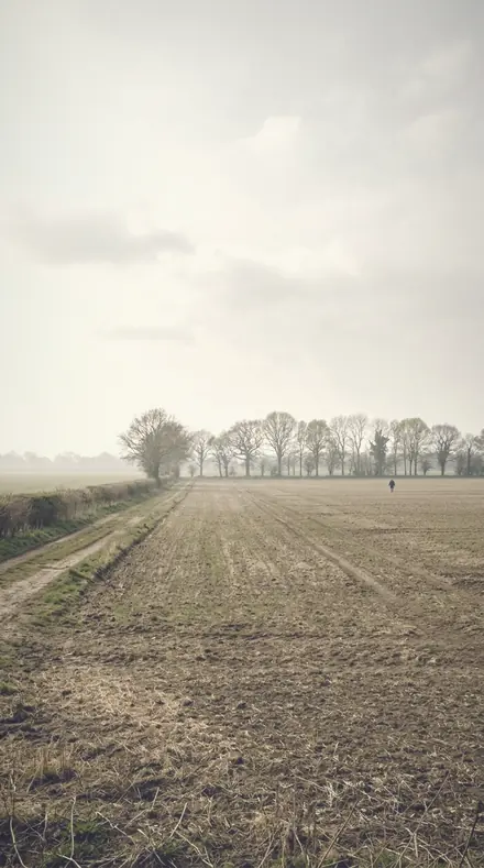 Gauze Curtain applied to field mist