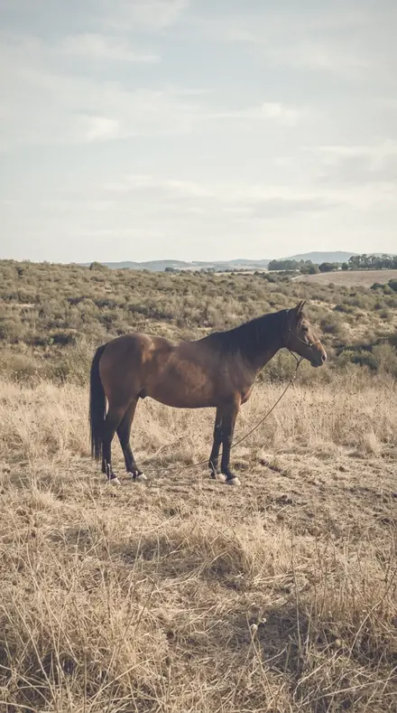 Gauze Curtain applied to horse field